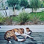 dog, sleeping, wooden_deck, garden, plants, greenery, fence, outdoor, pet, canine, relaxing, nature, summer, peaceful, resting, backyard, daytime, animal, quiet, tranquil