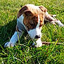 puppy, dog, grass, outdoor, sunlight, nature, pet, animal, canine, playful, young, brown, white, closeup, daytime, field, relaxed, cute, adorable, snout