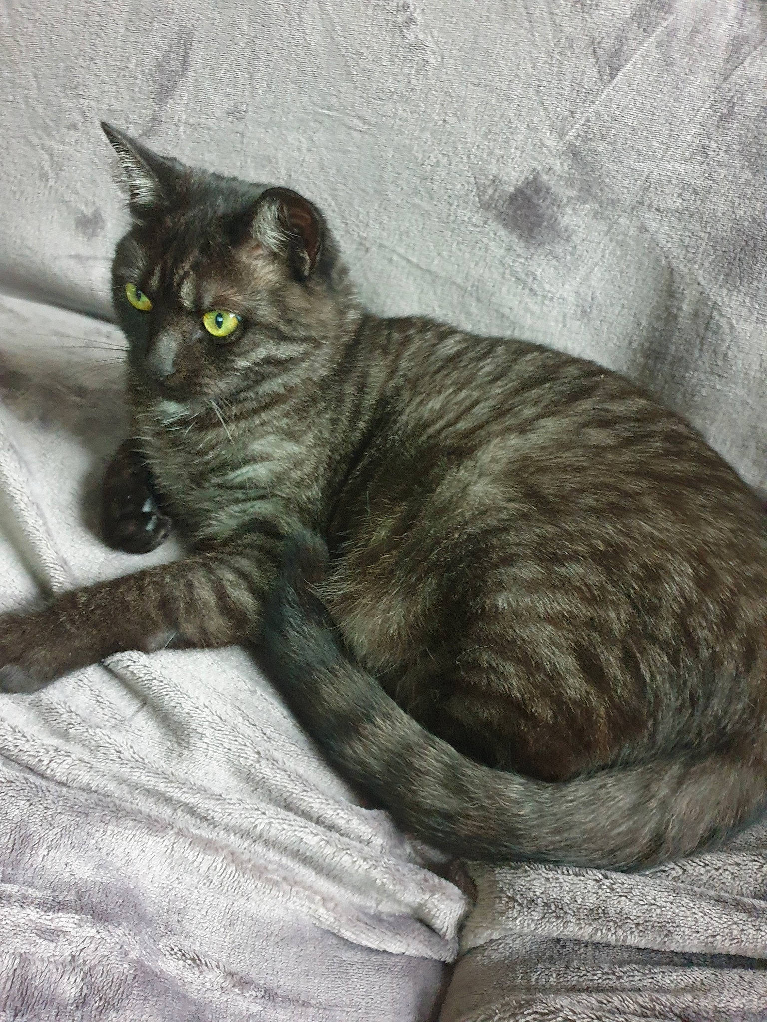 Nounet a rejoint le concours — aidez-le/la à gagner de superbes lots ! asian, black_cat, british_semi_longhair, carnivore, cat, chartreux, domestic_short_haired_cat, dragon_li, european_shorthair, eye, felidae, german_rex, korat, mammal, nebelung, small_to_medium_sized_cats, tabby_cat, tail, whiskers