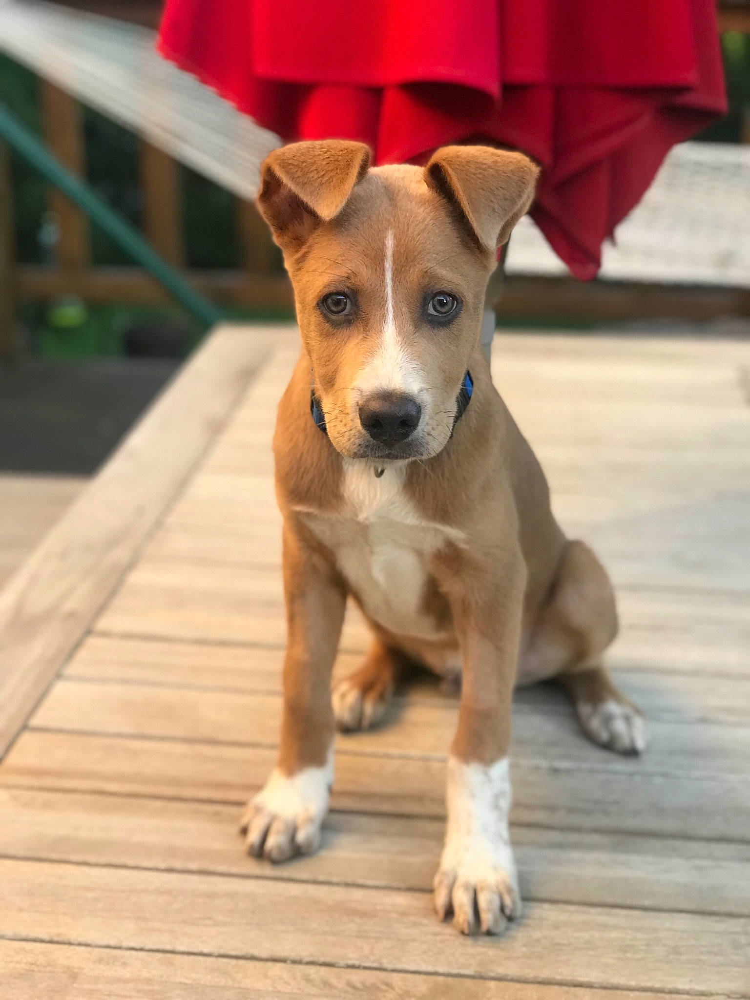 Astro joined the competition — help win amazing prizes! american_pit_bull_terrier, ancient_dog_breeds, canidae, carnivore, companion_dog, dog, dog_breed, fawn, feist, mammal, non_sporting_group, plummer_terrier, potcake_dog, puppy, rare_breed_dog, snout, sporting_group, street_dog, vertebrate