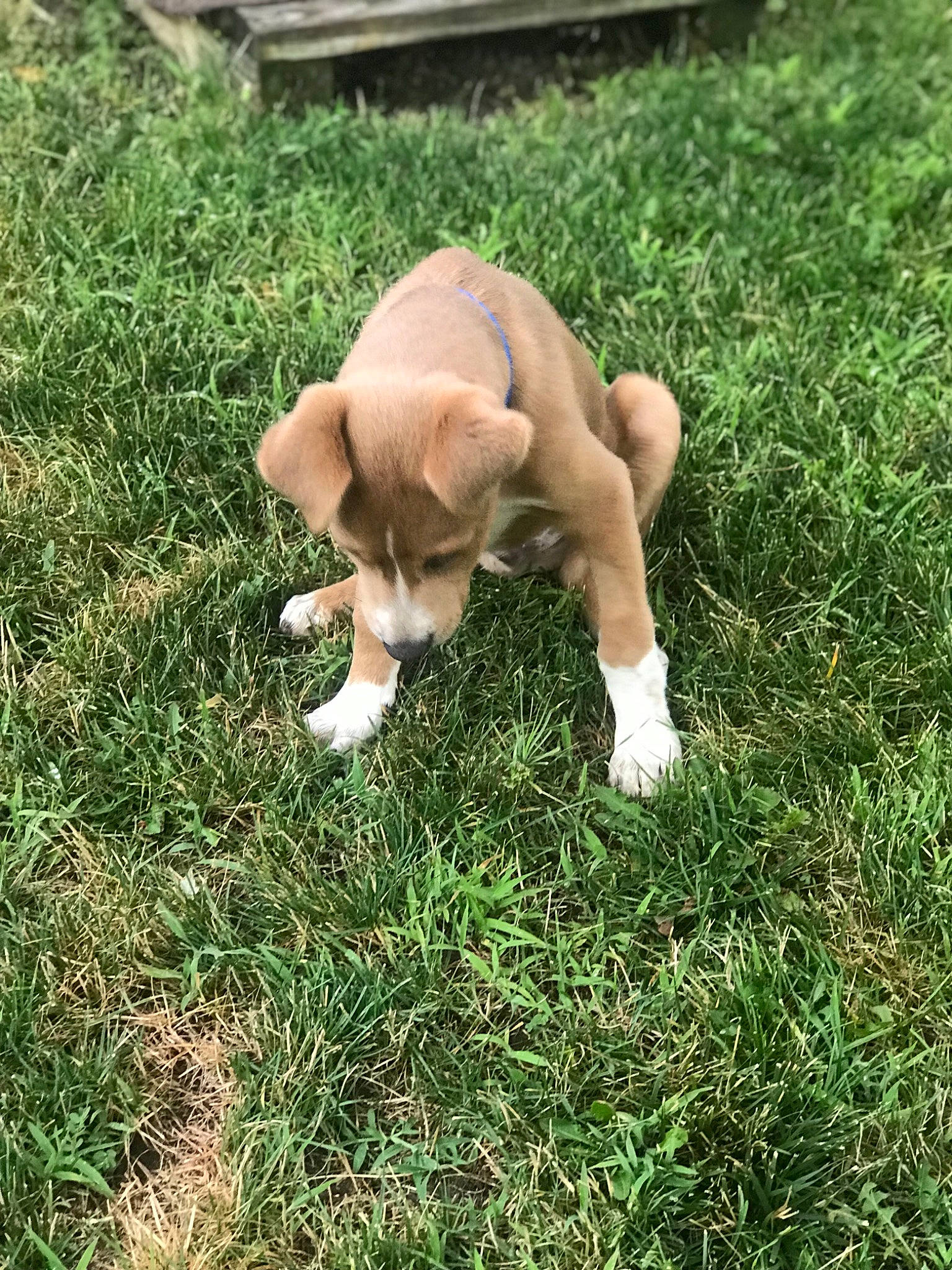 Astro joined the competition — help win amazing prizes! beagle, canidae, carnivore, companion_dog, dog, dog_breed, fawn, grass, hunting_dog, portuguese_pointer, posavac_hound, puppy, sporting_group