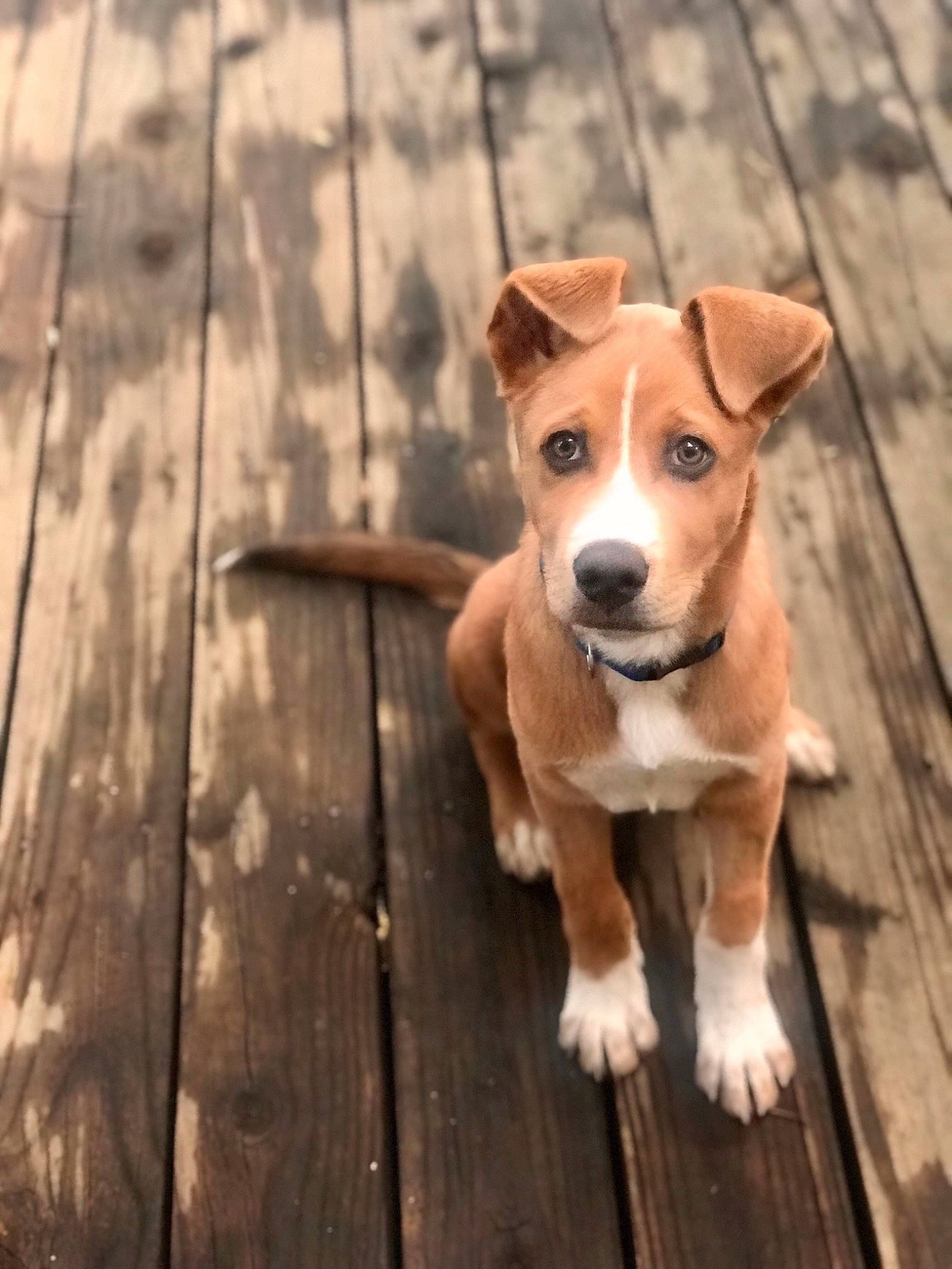 Astro joined the competition — help win amazing prizes! ancient_dog_breeds, austrian_pinscher, basenji, canidae, carnivore, companion_dog, dog, dog_breed, fawn, feist, mammal, plummer_terrier, potcake_dog, puppy, rare_breed_dog, snout, sporting_group, street_dog, treeing_feist, vertebrate