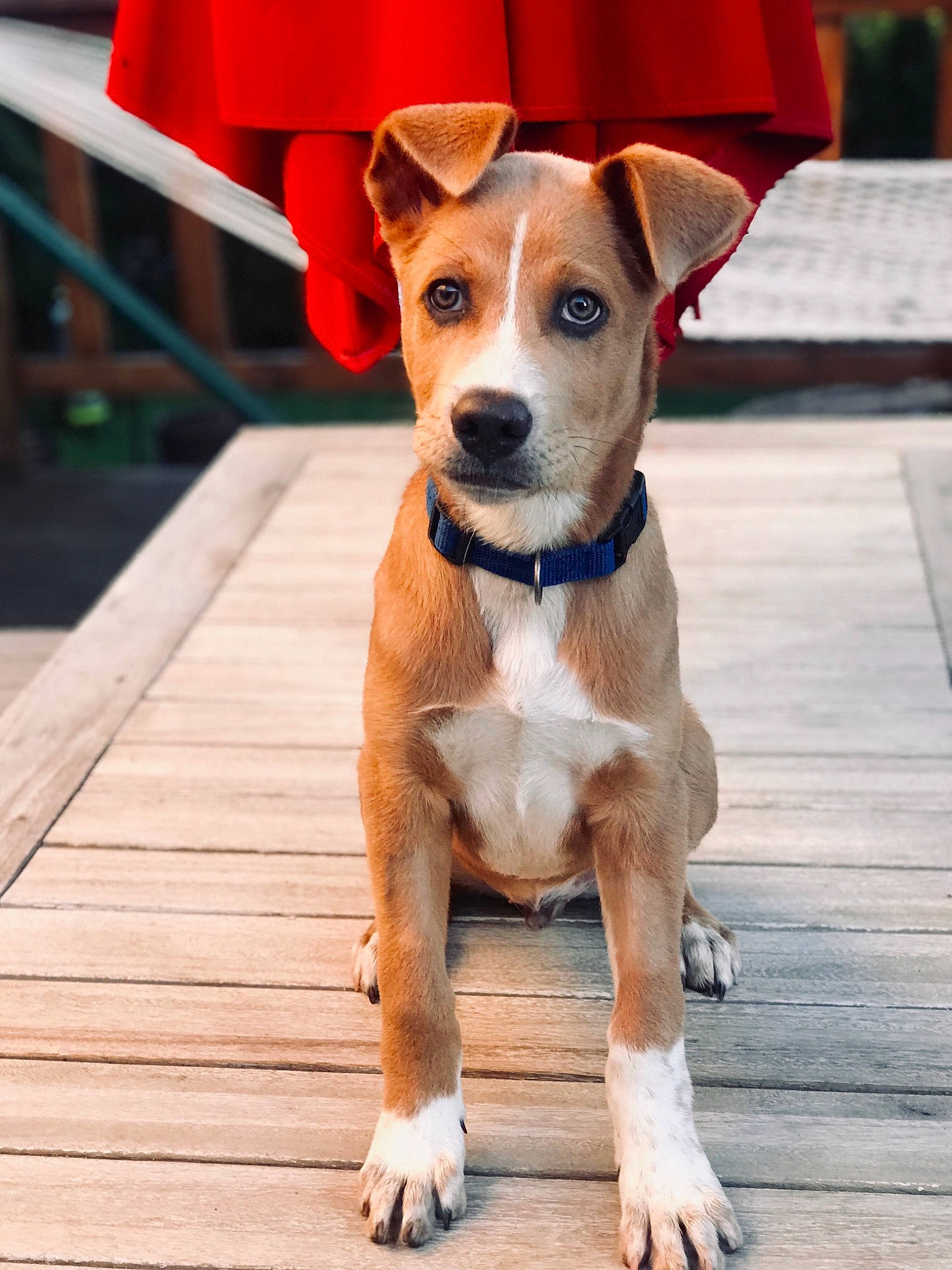 Astro is registered to the contest to win money with this photo: ancient_dog_breeds, canidae, carnivore, companion_dog, dog, dog_breed, fawn, feist, mammal, plummer_terrier, potcake_dog, puppy, rare_breed_dog, snout, sporting_group, vertebrate