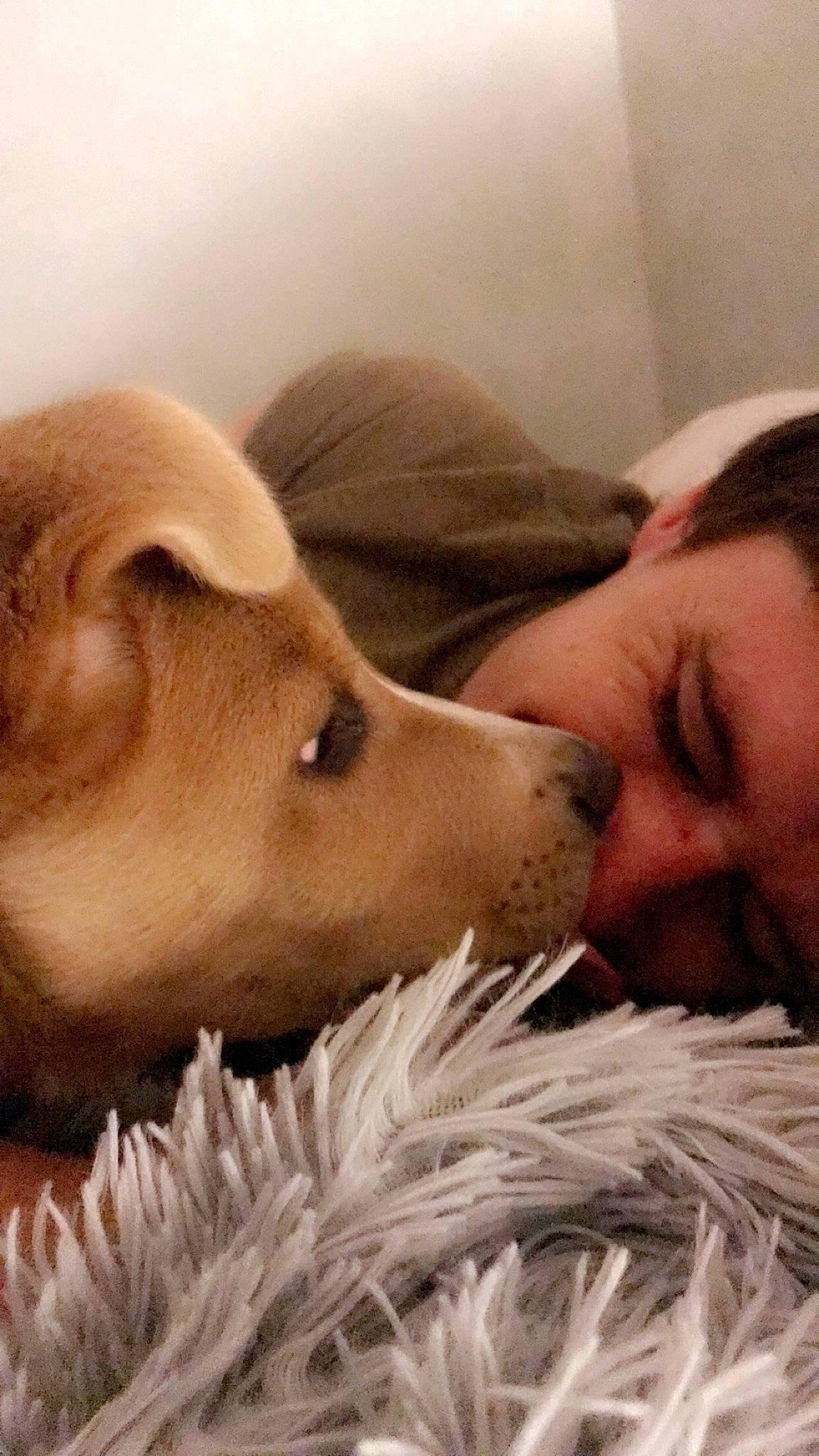 Astro joined the competition — help win amazing prizes! bedtime, canidae, carnivore, child, companion_dog, dog, dog_breed, love, mouth, nap, nose, puppy, puppy_love, sleep, snout, sporting_group