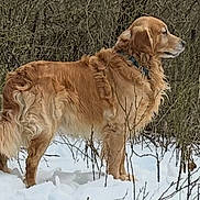 Rookie is registered to the contest to win money with this photo: alert, animal, animal_portrait, bare_branches, canine, cold, daylight, dog, forest, fur, golden_retriever, landscape, mammal, nature, outdoor, pet, snow, standing, winter, winter_season