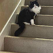 Bean is registered to the contest to win money with this photo: animal, black_and_white, calm, carpet, cat, cozy, curious, domestic_cat, feline, fluffy, household, indoor, looking_at_camera, one_animal, pet, portrait, quiet, resting, side_view, stairs