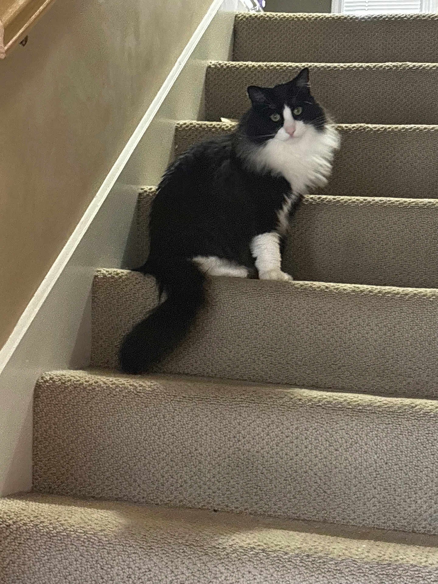Bean