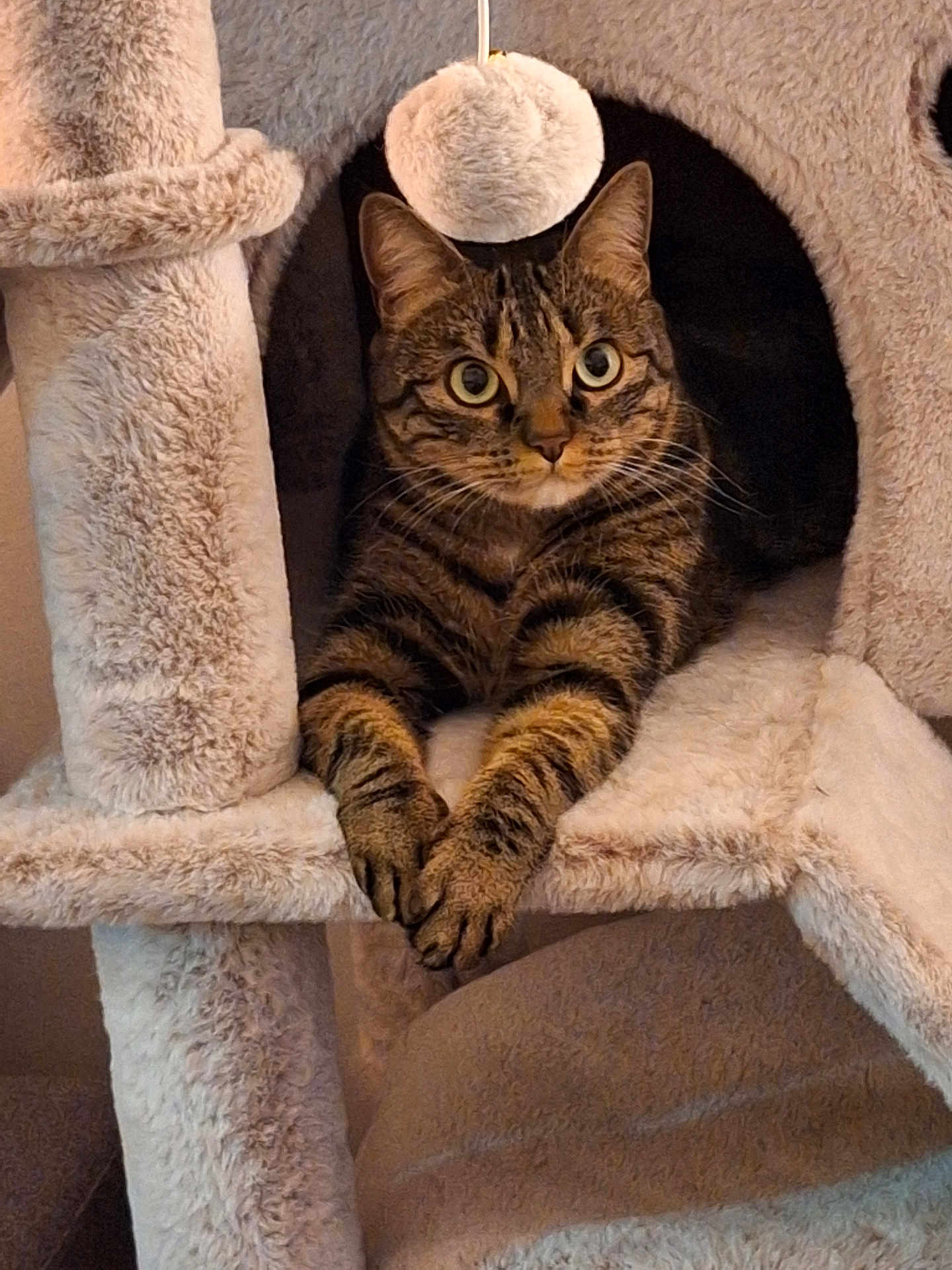 Lounette a rejoint le concours — aidez-le/la à gagner de superbes lots ! tabby_cat, cat, pet, feline, animal, indoor, cat_tree, plush, cozy, relaxed, comfortable, paws, fur, whiskers, ears, looking, resting, home, cute, mammal