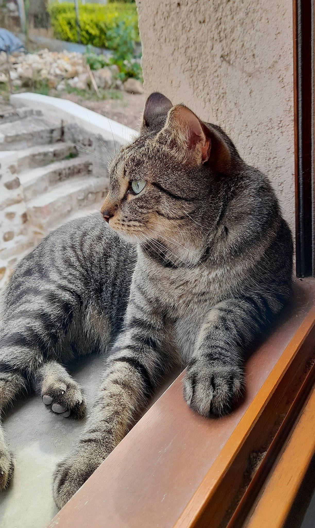 Ratatouille a rejoint le concours — aidez-le/la à gagner de superbes lots ! carnivore, cat, claw, comfort, domestic_short_haired_cat, felidae, fur, grey, paw, plant, sitting, small_to_medium_sized_cats, snout, table, tail, terrestrial_animal, vertebrate, whiskers, window