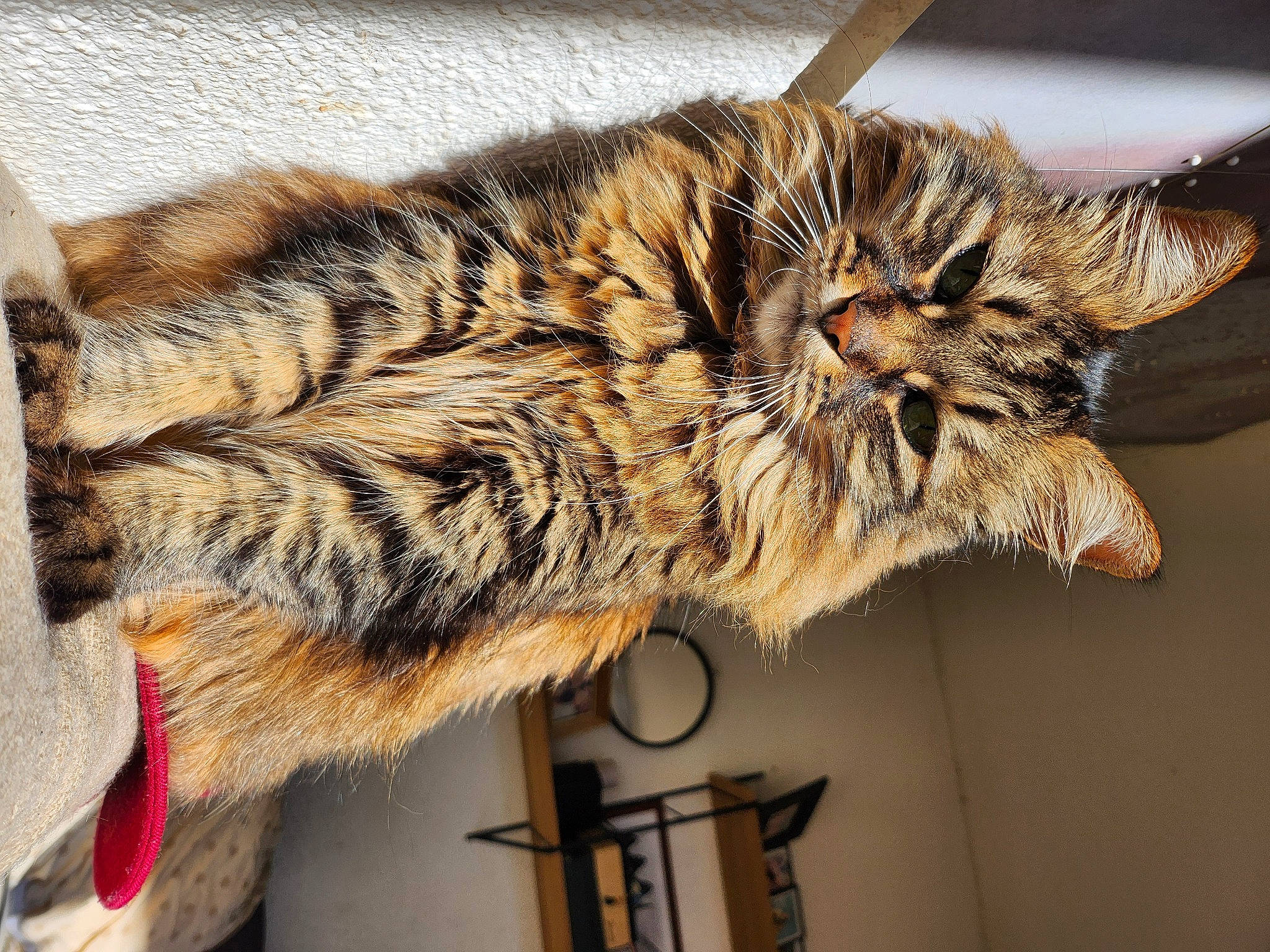 Pepito a rejoint le concours — aidez-le/la à gagner de superbes lots ! carnivore, cat, claw, domestic_short_haired_cat, felidae, fur, gesture, maine_coon, paw, small_to_medium_sized_cats, snout, stool, tail, terrestrial_animal, whiskers, wood