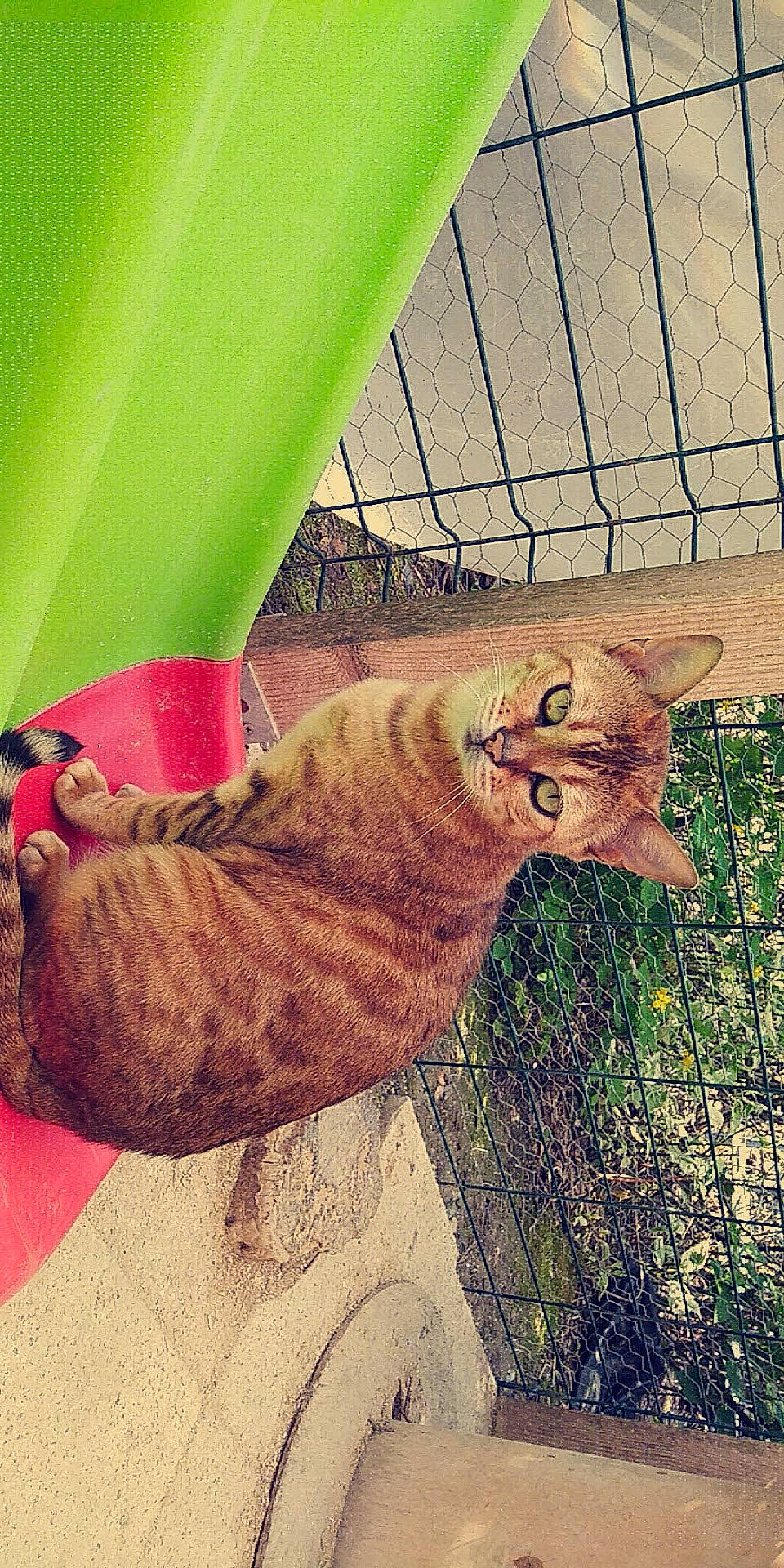 Bengal a rejoint le concours — aidez-le/la à gagner de superbes lots ! bengal, canidae, carnivore, cat, ear, european_shorthair, fawn, felidae, kitten, plant, sky, small_to_medium_sized_cats, tabby_cat, whiskers