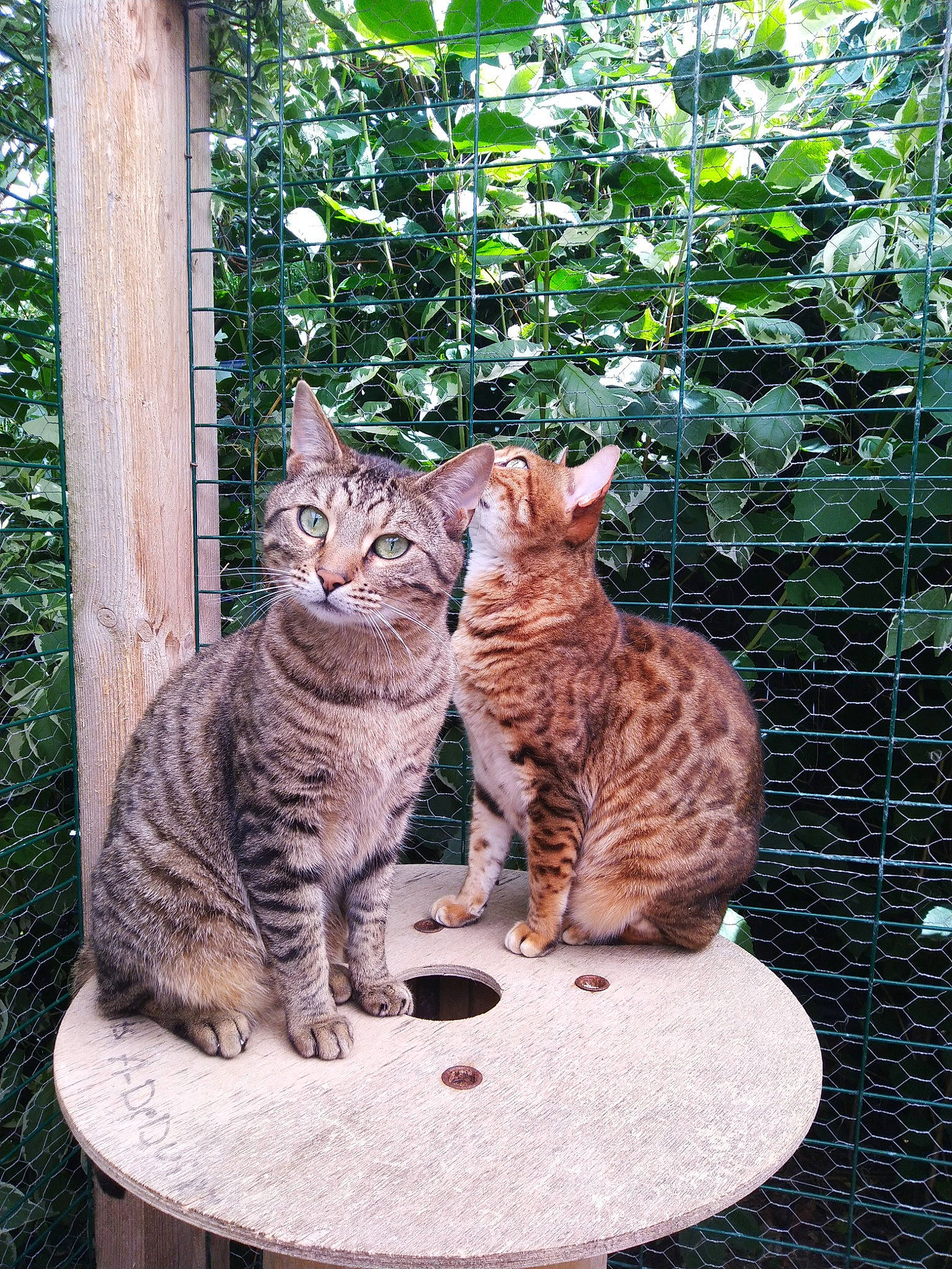 Bengal a rejoint le concours — aidez-le/la à gagner de superbes lots ! asian, bengal, california_spangled, carnivore, cat, domestic_short_haired_cat, dragon_li, egyptian_mau, european_shorthair, felidae, kitten, mammal, ocicat, small_to_medium_sized_cats, tabby_cat, toyger, tree, vertebrate, whiskers, wild_cat