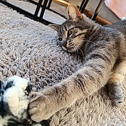 Pépito a rejoint le concours — aidez-le/la à gagner de superbes lots ! cat, tabby_cat, paw, toy, rug, fluffy, indoor, furniture_legs, relaxed, stretching, pet, fur, whiskers, close_up, cozy, natural_light, floor, playful, animal, domestic_cat