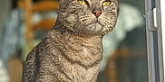 Pépito participe au concours pour gagner de l'argent avec cette photo : cat, tabby, pet, indoor, sunlight, window, glass_door, feline, animal, close_up, portrait, yellow_eyes, fur, whiskers, domestic, home, blurred_background, wooden_chair, floor, calm