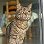 cat, tabby, pet, indoor, sunlight, window, glass_door, feline, animal, close_up, portrait, yellow_eyes, fur, whiskers, domestic, home, blurred_background, wooden_chair, floor, calm