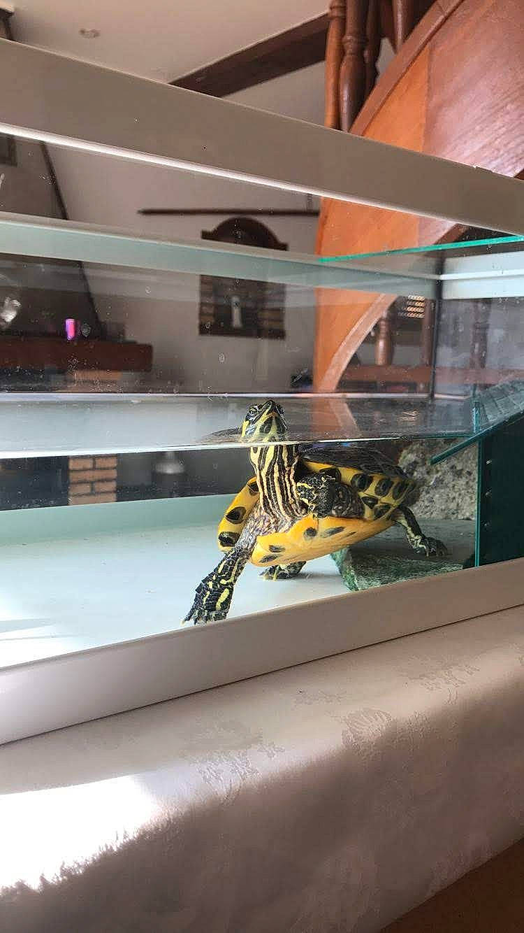 Corail a rejoint le concours — aidez-le/la à gagner de superbes lots ! reptile, turtle