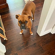 Karen joined the competition — help win amazing prizes! animal, brown_dog, canine, curious, dog, domestic_animal, doorway, ears, fence, flooring, home_interior, house, indoor, looking_up, paws, pet, snout, wall, white_paws, wooden_floor