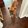 animal, brown_dog, canine, curious, dog, domestic_animal, doorway, ears, fence, flooring, home_interior, house, indoor, looking_up, paws, pet, snout, wall, white_paws, wooden_floor
