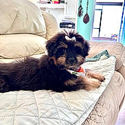 Jojo joined the competition — help win amazing prizes! puppy, dog, bow, blanket, couch, leather, indoor, pet, fur, cute, home, relaxing, small_dog, quilted, animal, face, ears, paw, adorable, domestic