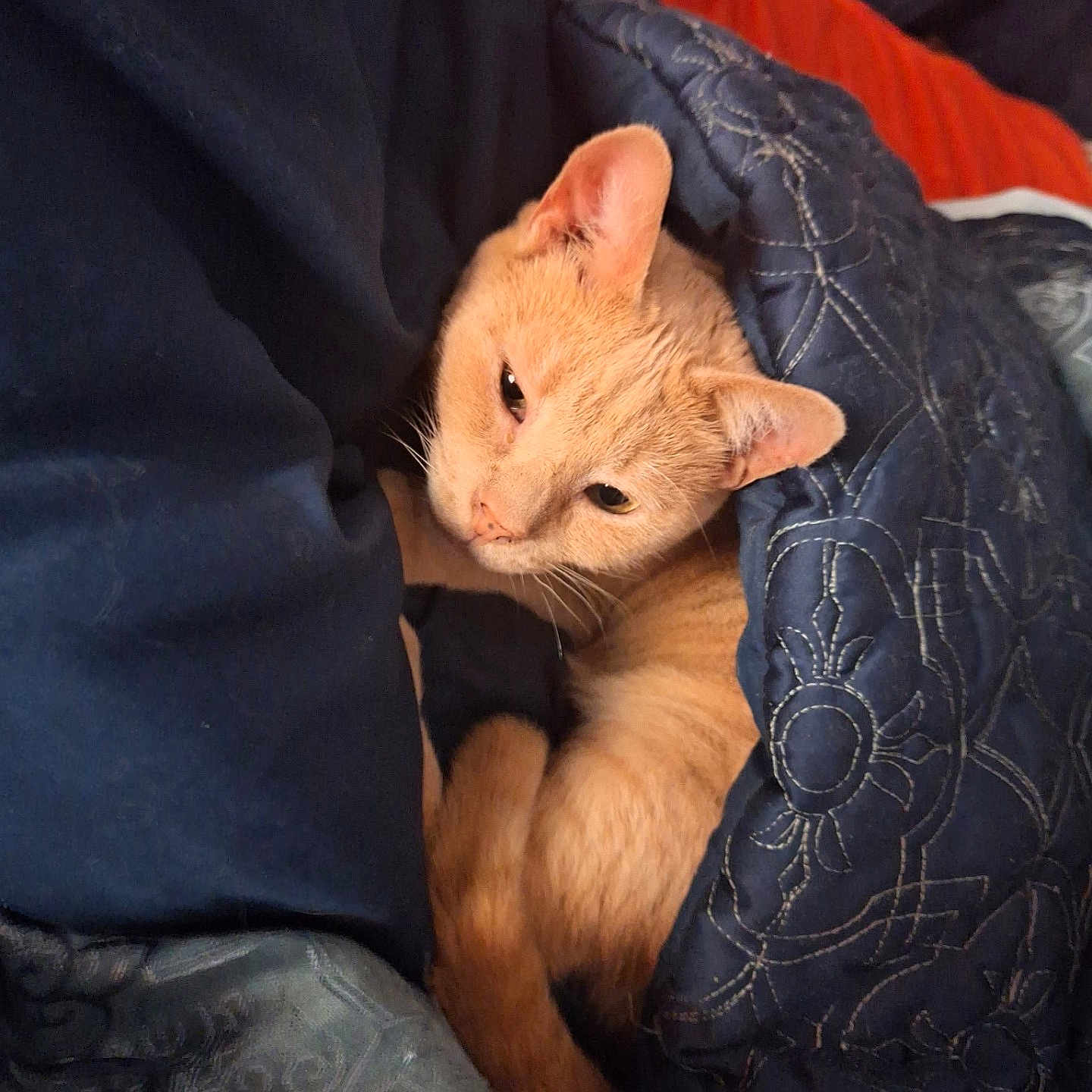 Ginger joined the competition — help win amazing prizes! abyssinian, adult, animal, bed, blanket, cat, chair, couch, cushion, furniture, homedecor, indoors, kitten, male, man, manx, person, pet, quilt, sleeping