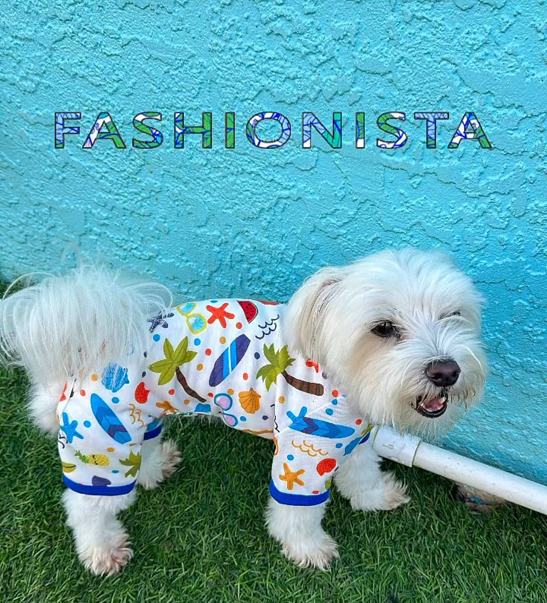 Blu joined the competition — help win amazing prizes! canidae, carnivore, collar, companion_dog, dog, dog_breed, dog_clothes, dog_collar, dog_supply, font, grass, happy, maltepoo, pattern, plant, small_terrier, sporting_group, tail, terrier, toy_dog