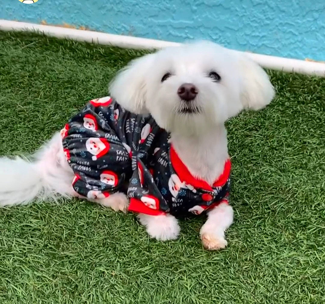 Blu joined the competition — help win amazing prizes! canidae, carnivore, collar, companion_dog, dog, dog_breed, dog_clothes, dog_collar, dog_supply, grass, pet_supply, plant, small_terrier, snout, sporting_group, terrier, toy, toy_dog, water, working_animal