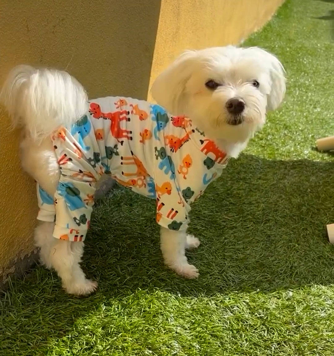 Blu is registered to the contest to win money with this photo: canidae, carnivore, companion_dog, dog, dog_breed, dog_clothes, dog_collar, dog_supply, fur, grass, maltepoo, puppy_love, small_terrier, snout, sporting_group, sunglasses, tail, terrier, toy_dog, working_animal