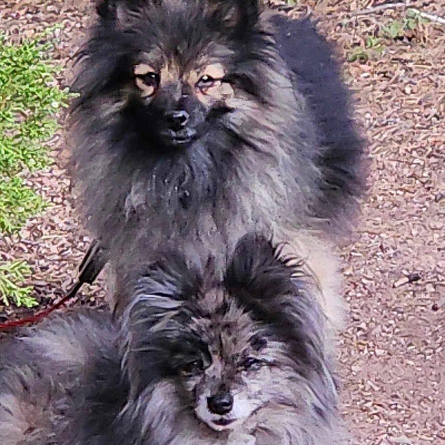 Billy And Brindly is registered to the contest to win money with this photo: animal, calm, canine, companion, cute, dog, fluffy, fur, fur_texture, greenery, ground, leash, lying_down, nature, outdoor, pet, portrait, sitting, small_dog, two_dogs