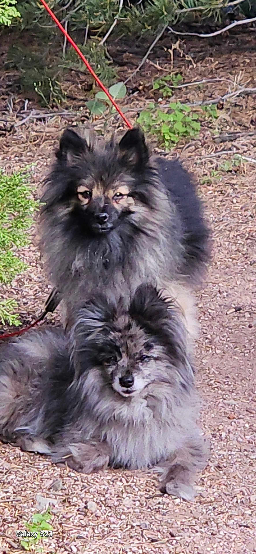 Billy And Brindly is registered to the contest to win money with this photo: animal, calm, canine, companion, cute, dog, fluffy, fur, fur_texture, greenery, ground, leash, lying_down, nature, outdoor, pet, portrait, sitting, small_dog, two_dogs