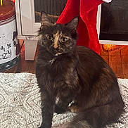 Shaggy is registered to the contest to win money with this photo: cat, tortoiseshell, feline, pet, indoor, rug, floor, stocking, holiday, decor, wooden_floor, curious, fluffy, animal, cozy, warm_lighting, furniture, domestic, closeup, sitting