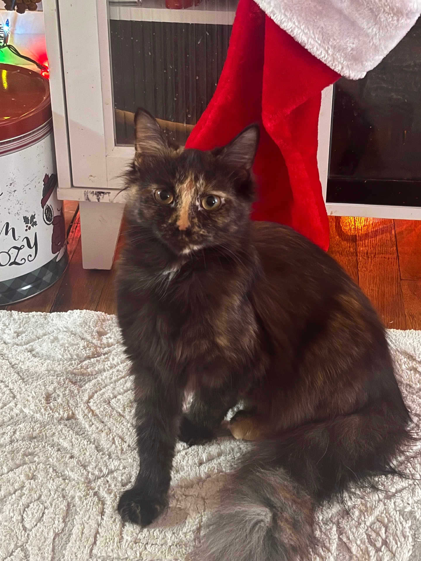 Shaggy is registered to the contest to win money with this photo: cat, tortoiseshell, feline, pet, indoor, rug, floor, stocking, holiday, decor, wooden_floor, curious, fluffy, animal, cozy, warm_lighting, furniture, domestic, closeup, sitting
