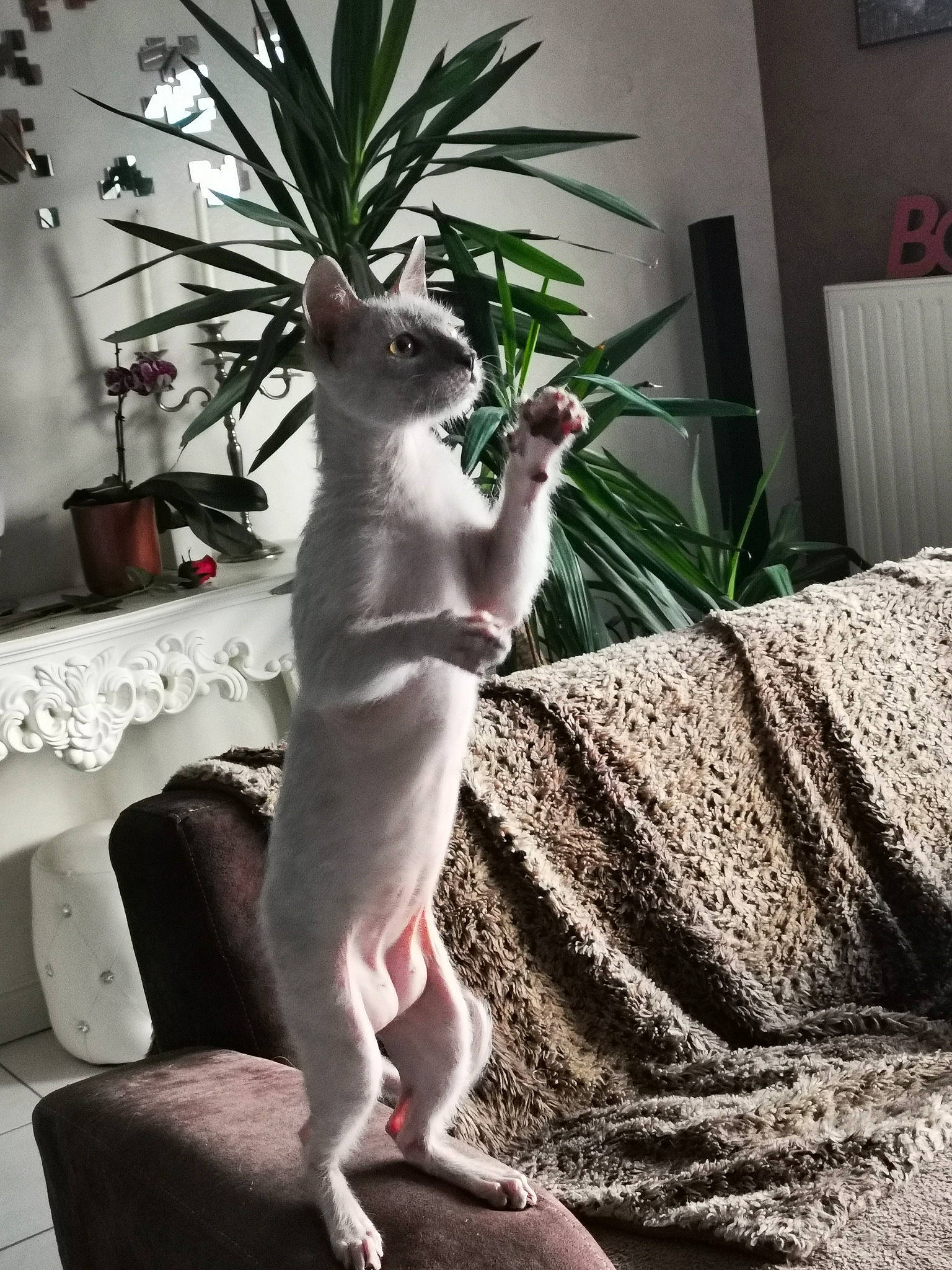 Okinou participe au concours pour gagner de l'argent avec cette photo : canidae, carnivore, cat, cornish_rex, fawn, felidae, mammal, plant, tail, vertebrate