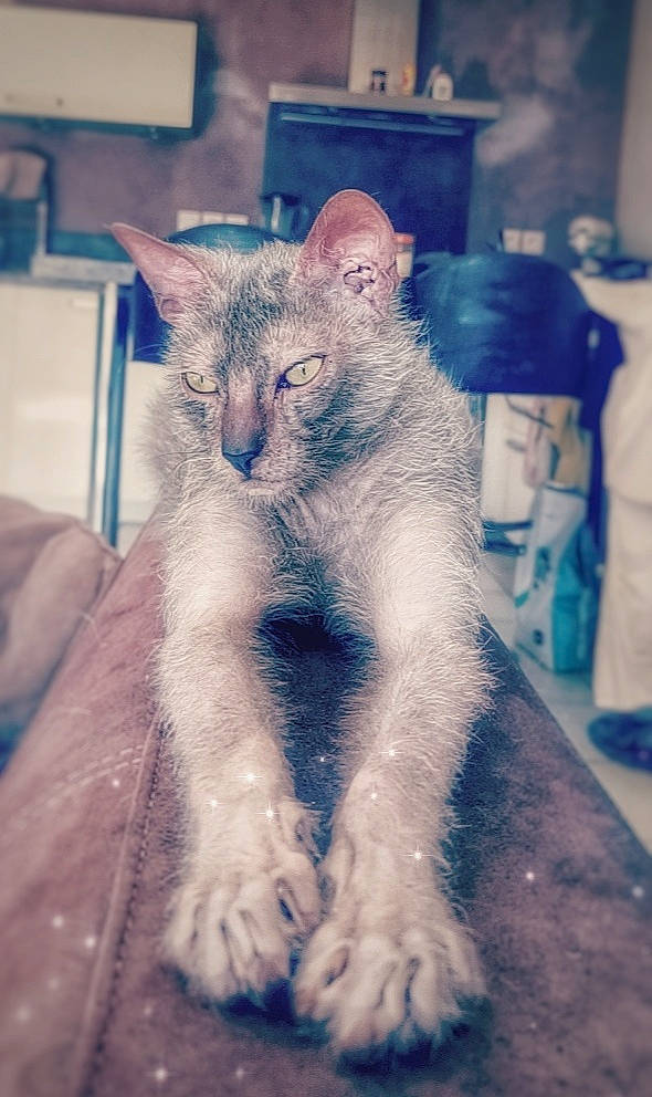 Okinou participe au concours pour gagner de l'argent avec cette photo : asian, carnivore, cat, cornish_rex, devon_rex, ear, felidae, fur, german_rex, javanese, kitten, oriental_longhair, sky, small_to_medium_sized_cats, turkish_angora, whiskers