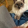 cat, blue_eyes, fluffy, feline, pet, indoor, close_up, resting, cozy, casual_clothing, textile, table, glass, leg, soft_fur, looking, domestic_animal, animal, whiskers, paws