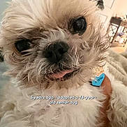 Bandit joined the competition — help win amazing prizes! dog, senior_dog, small_dog, fluffy, shaggy, white_fur, close_up, portrait, large_eyes, black_nose, tongue_out, blue_tag, pet, adoption, indoors, candid, cute, adorable, happy, text_overlay