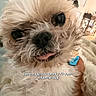 dog, senior_dog, small_dog, fluffy, shaggy, white_fur, close_up, portrait, large_eyes, black_nose, tongue_out, blue_tag, pet, adoption, indoors, candid, cute, adorable, happy, text_overlay
