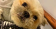 Bandit joined the competition — help win amazing prizes! dog, small_dog, fluffy, shih_tzu, pet, animal, portrait, close_up, face, eyes, nose, sweater, clothing, cushion, blanket, indoor, cozy, sitting, cute, text_overlay