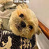 dog, small_dog, fluffy, shih_tzu, pet, animal, portrait, close_up, face, eyes, nose, sweater, clothing, cushion, blanket, indoor, cozy, sitting, cute, text_overlay