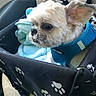 Bandit joined the competition — help win amazing prizes! dog, small_dog, fluffy, white_dog, blue_harness, pet_carrier, car, vehicle_interior, road_trip, seated, animal, companion, cute, portrait, close_up, ears, dark_eyes, fur, paw_prints, text_overlay