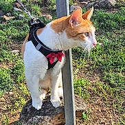 Oscar is registered to the contest to win money with this photo: bow, cat, chainlink_fence, curious, garden, ginger_cat, grass, greenery, ground, harness, leash, metal_pole, outdoor, paws, pet, portrait, rock, sunlight, whiskers, white_cat