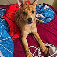 Papi is registered to the contest to win money with this photo: dog, puppy, bed, blanket, red, blue, cord, cable, paw, ears, fur, indoor, pet, animal, cute, looking, lying_down, playful, young, resting