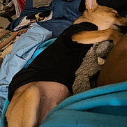 Papi joined the competition — help win amazing prizes! bed, black_shirt, blanket, canine, casual, clothing, comfort, cozy, dog, fur, home, indoor, nap, paw, relaxation, resting, sleeping, soft_toy, stuffed_toy, tan_fur