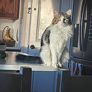 Milo is registered to the contest to win money with this photo: bananas, cabinet, calm, cat, chair, counter, domestic, door, feline, fluffy_cat, fruit_basket, household, indoor, kitchen, pet, refrigerator, shadow, sunlight, table, towel