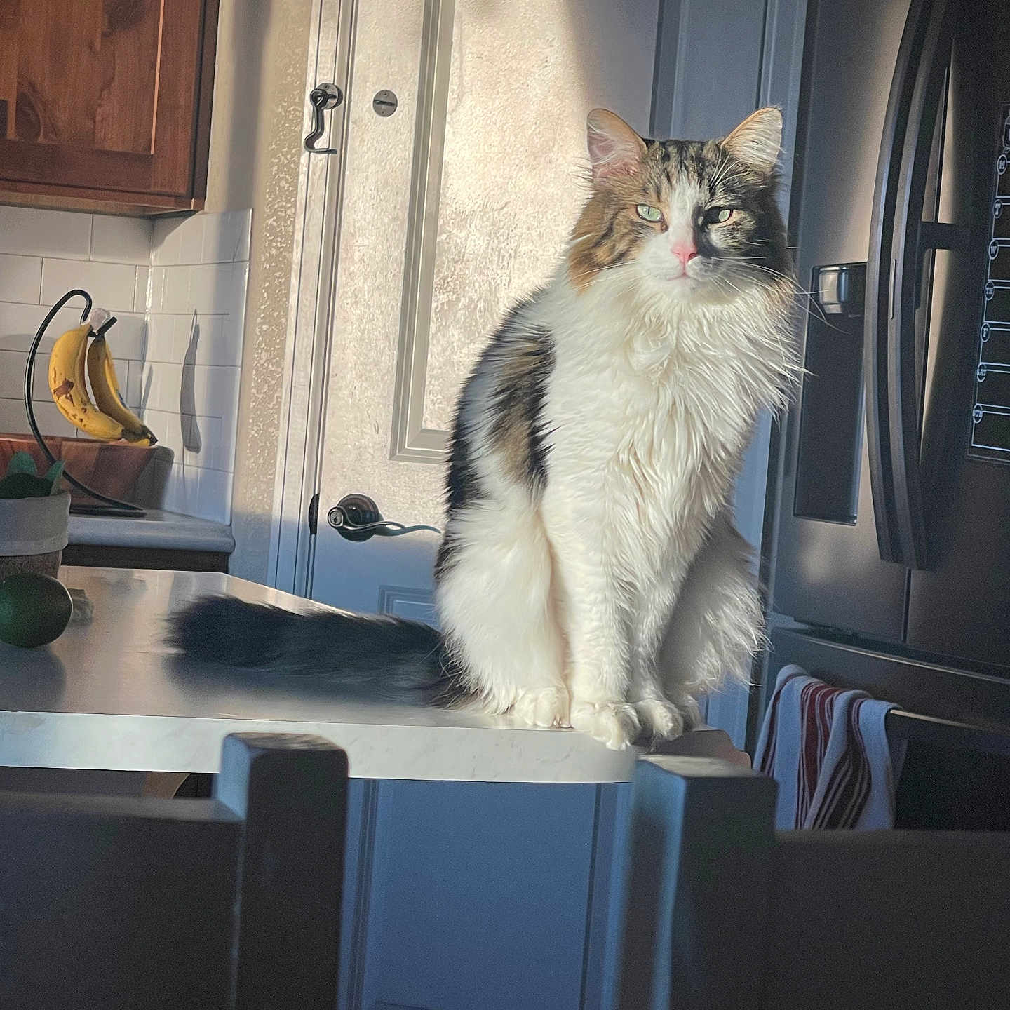 Milo
