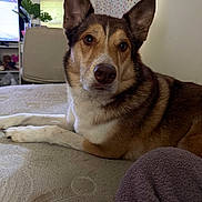Roxy is registered to the contest to win money with this photo: dog, bed, indoor, ears, medals, curtain, window, blanket, furniture, pet, animal, cozy, resting, brown, white, fur, looking, portrait, home, relaxed