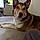 Roxy