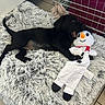 puppy, dog, black_dog, snowman, plush_toy, stuffed_animal, cuddling, sleeping, lying_down, pet, animal, furry, gray_blanket, fluffy_bed, indoor, cozy, playpen, toy, winter, cute
