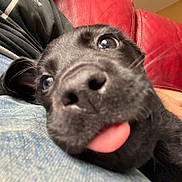 Venom participe au concours pour gagner de l'argent avec cette photo : puppy, dog, black_dog, pet, tongue_out, close_up, portrait, funny, cute, playful, large_eyes, floppy_ears, black_fur, animal, lap, human, denim, red_couch, indoors, cuddling