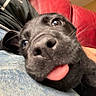 puppy, dog, black_dog, pet, tongue_out, close_up, portrait, funny, cute, playful, large_eyes, floppy_ears, black_fur, animal, lap, human, denim, red_couch, indoors, cuddling