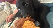 Venom participe au concours pour gagner de l'argent avec cette photo : puppy, dog, black_dog, pet, animal, cuddling, stuffed_animal, plush_toy, couch, sofa, blanket, cozy, indoors, home, portrait, close_up, brown_toy, person, hand, relaxed